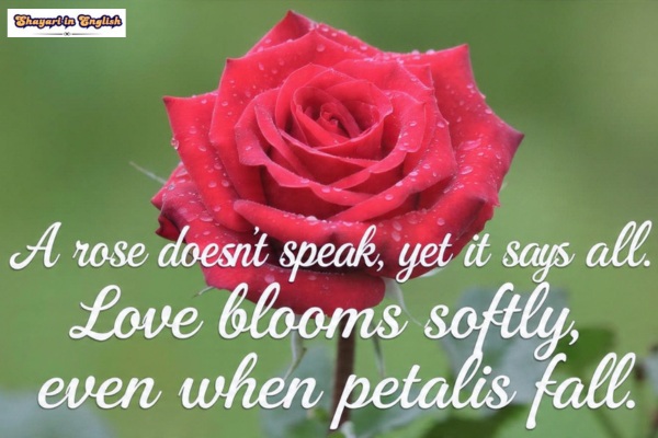 Flower Shayari In English