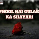 Phool hai Gulab ka Shayari in English